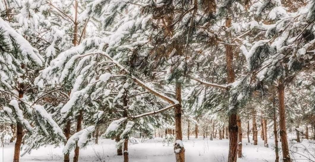 Sosnowy Raj Domki Nad Wkra Popielzyn Dolny Exterior foto